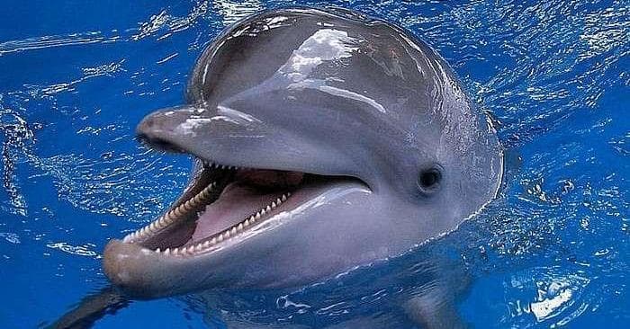 BP Oil Spill Animals Cutest Animals Threatened by BP Spill