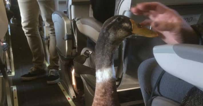The Emotional Support Duck of Your Dreams