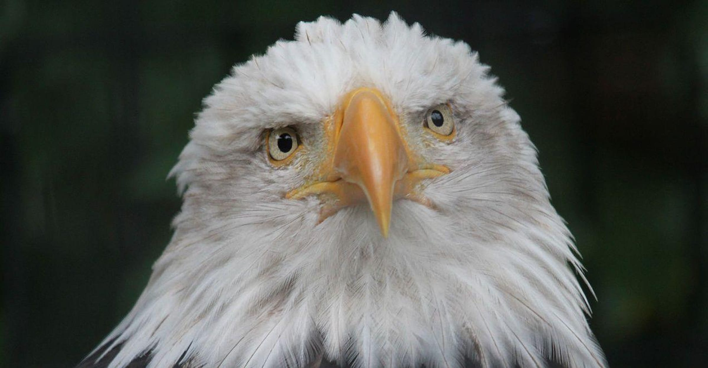 13 Things Every American Should Know About Bald Eagles - The Dodo