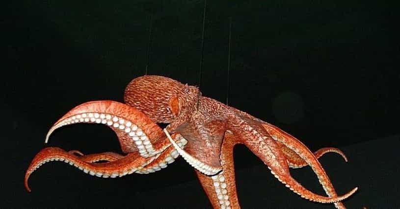 Everything You Ever Wanted To Know About Octopus Sex 7761