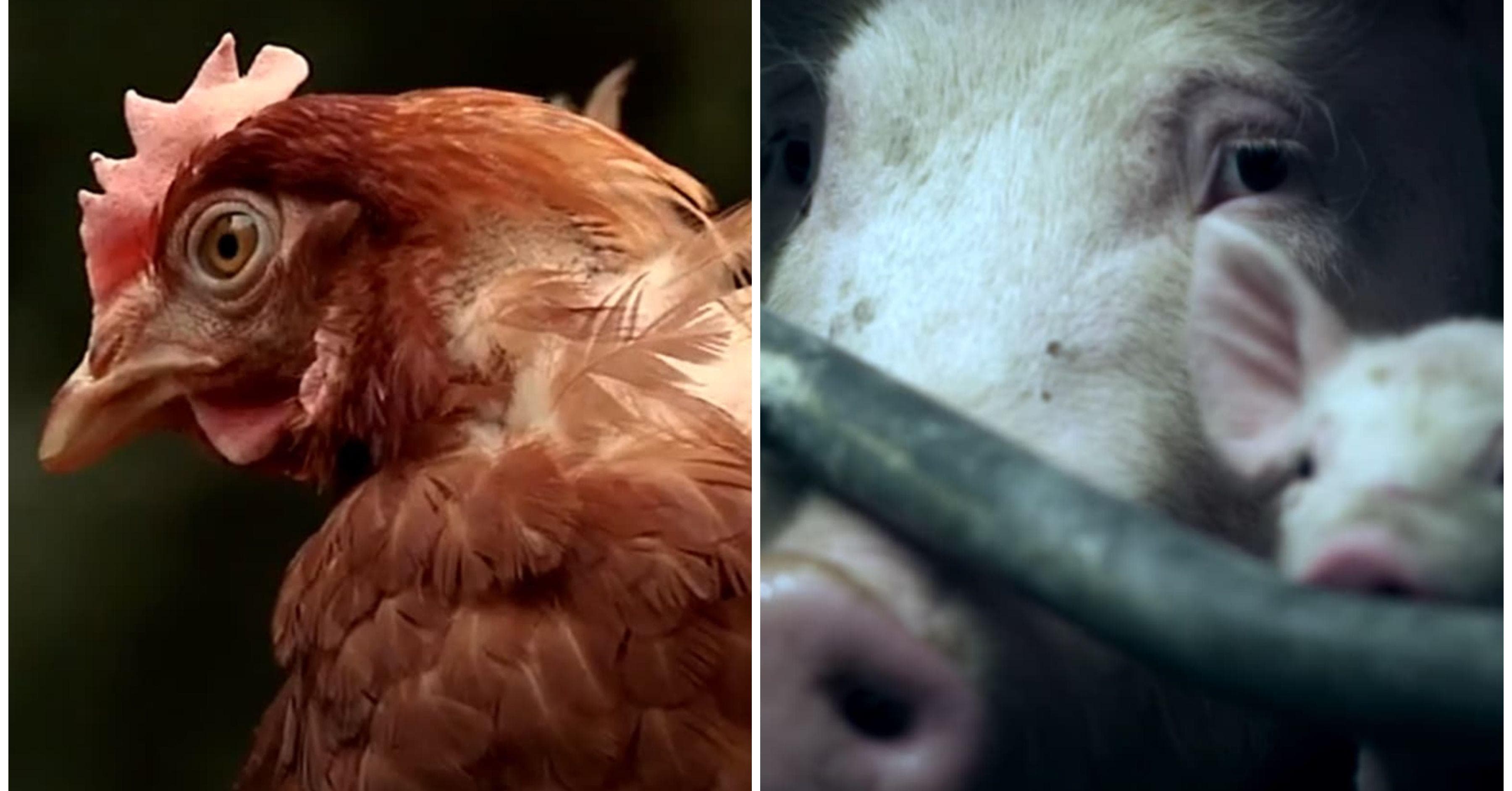 13.  Best Vegan Documentaries & Feature Films In 4K - s2n1fko