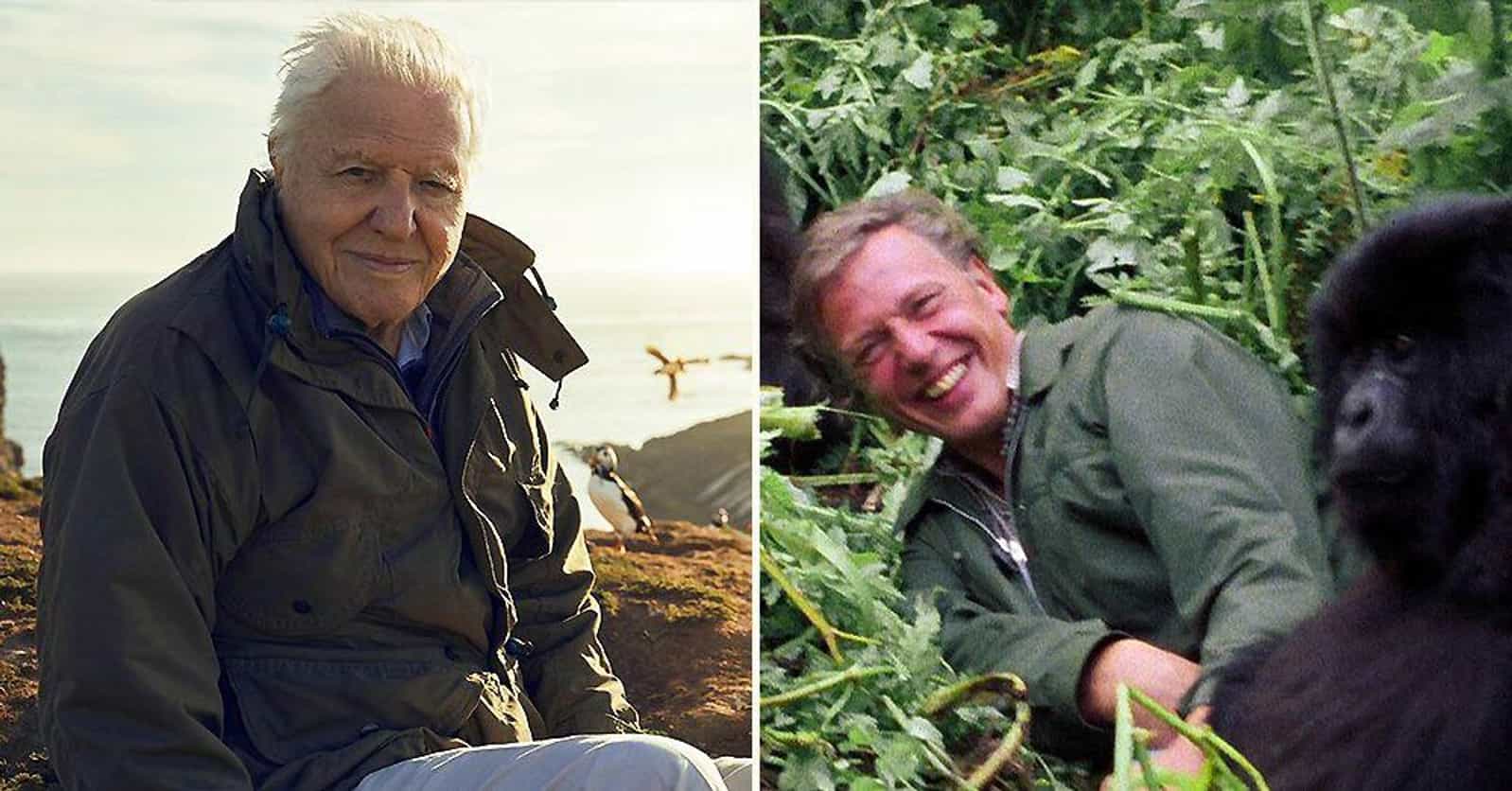 15 David Attenborough Documentaries That Have Us Looking At The World Differently