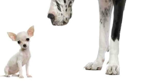 Best Apartment Dogs | Small Dog Breeds List for Apartments