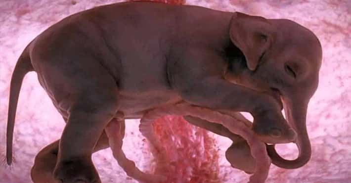 Animal Fetuses and Ultrasounds