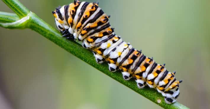 Coolest Looking Caterpillars