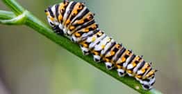 The Coolest Looking Caterpillars That Can Actually Hurt Or Kill You