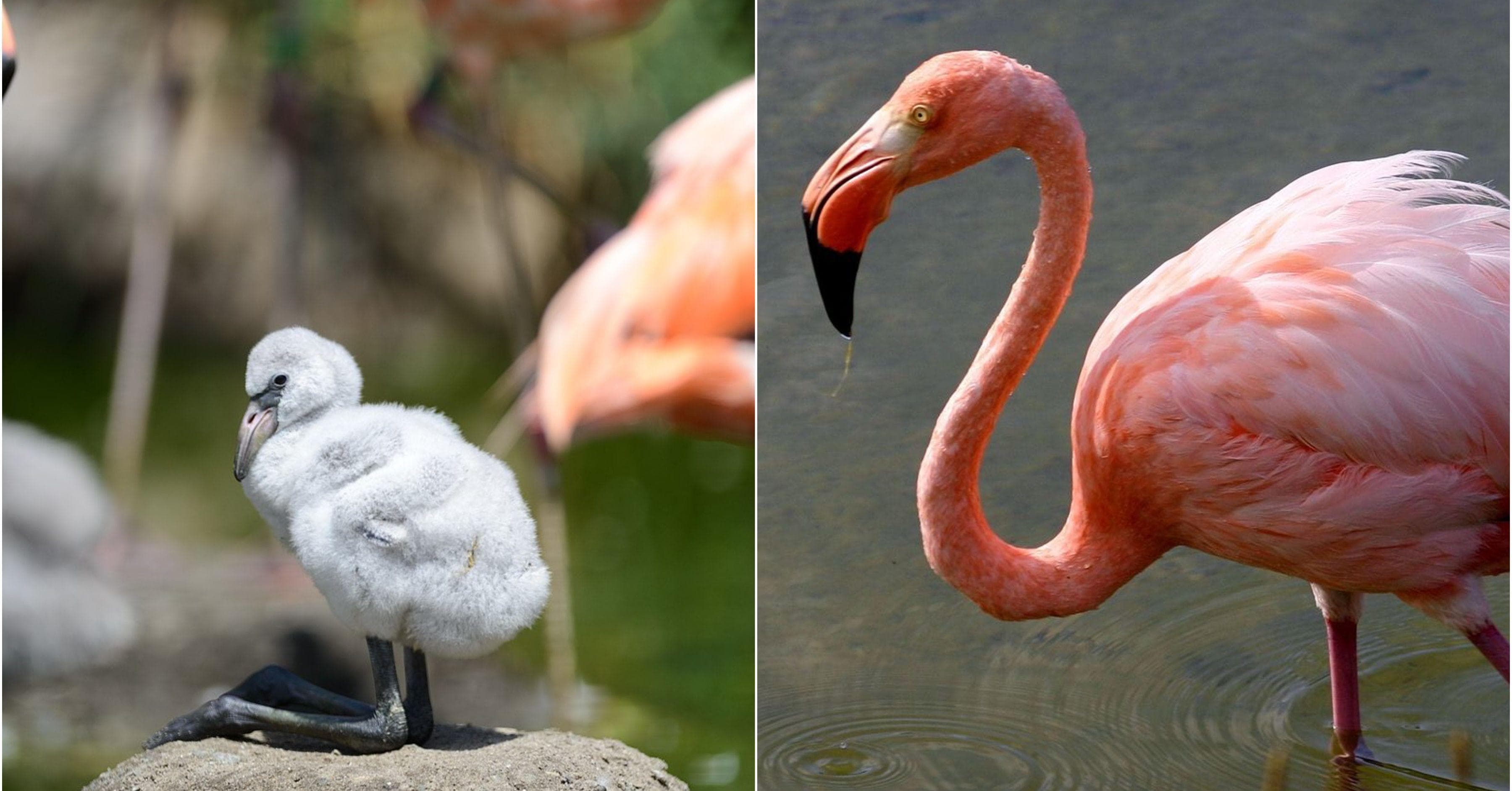 Baby animals that look different when they grow deals up