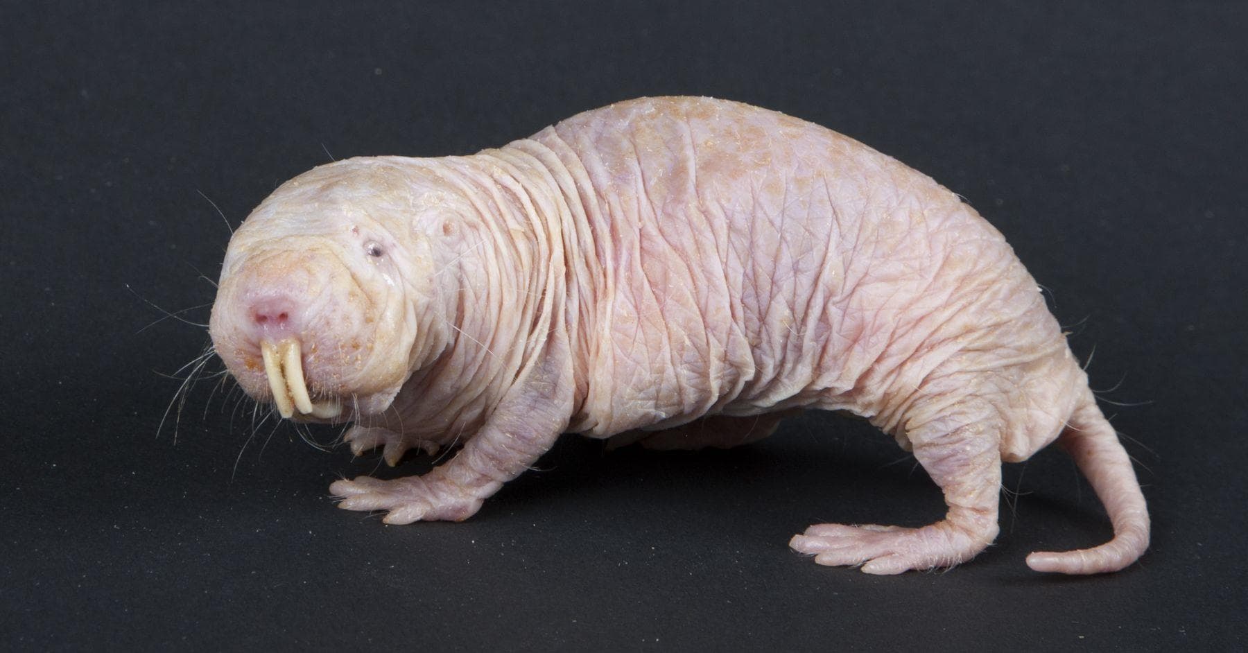 7 Disgusting Hairless Animal Photos You Can't Look Away From
