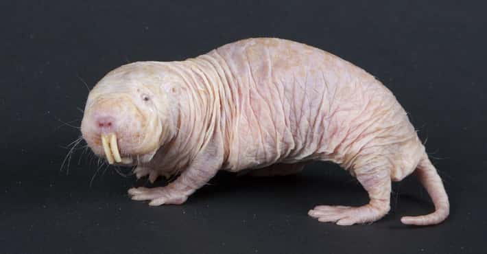 Scarier Hairless