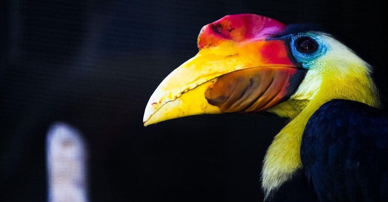 Interesting Birds Beaks