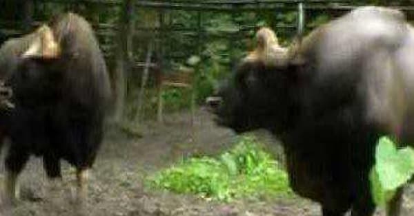 List of Zoos in Malaysia