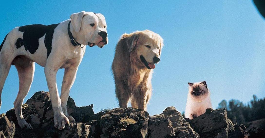 Watchworthy Fans Share The Movie Scenes That Stuck With Them