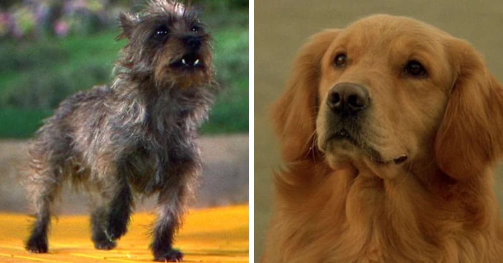 Things You Didn't Know About Famous Dog Actors