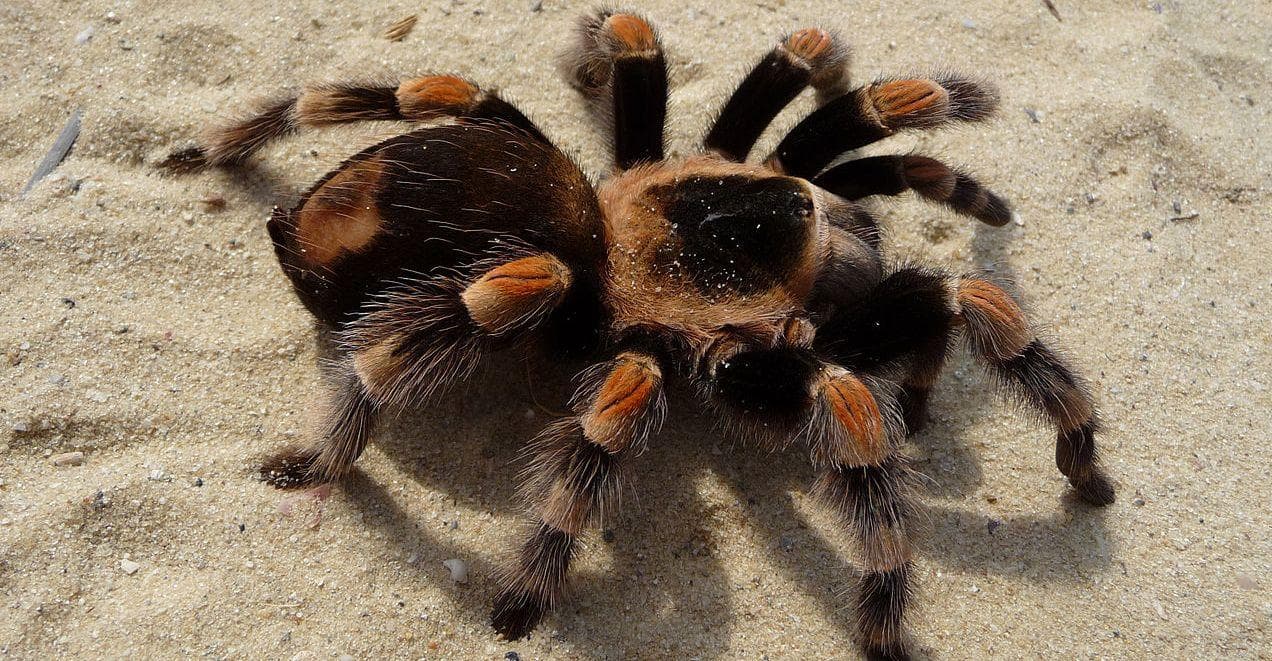 Funny Tarantula Names | List of Cute Names for Spider