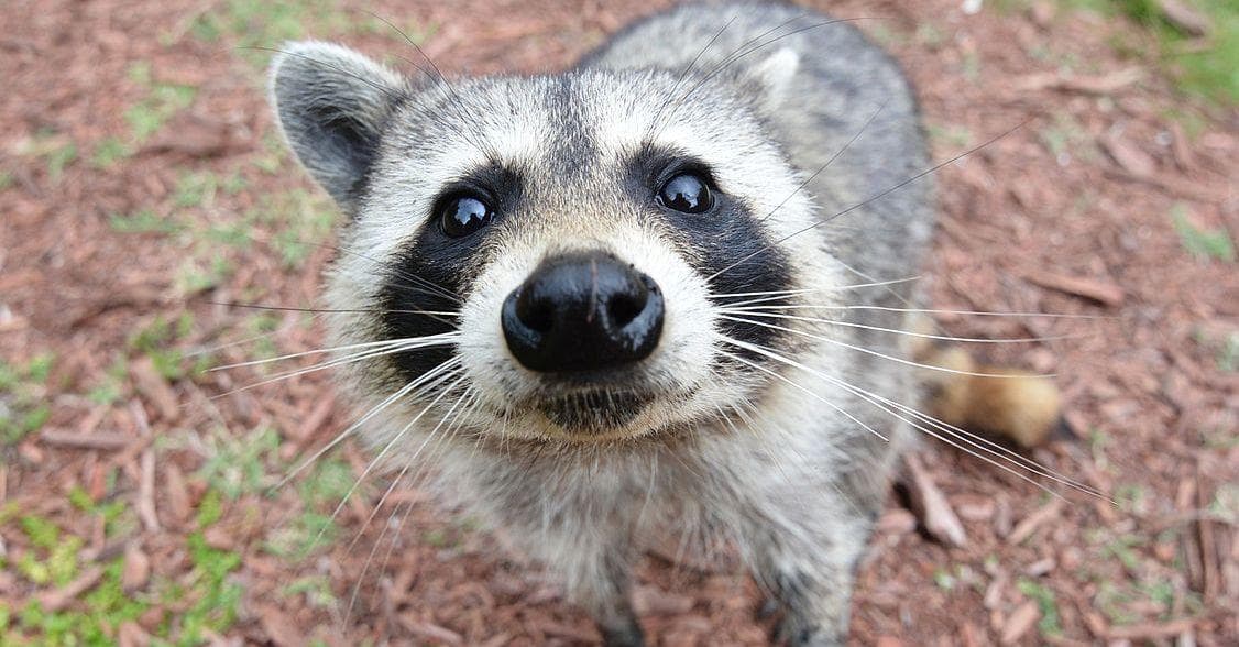 Raccoon Names Funny Nicknames For Your Pet