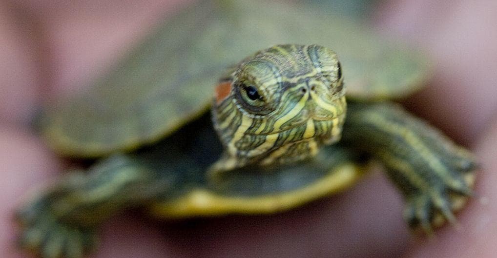 Funny Turtle Names | List of Cute Names for Pet Tortoises