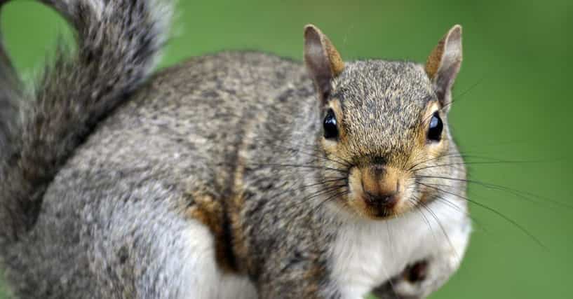 Funny Squirrel Names | List of Cute Names for Pet Squirrels