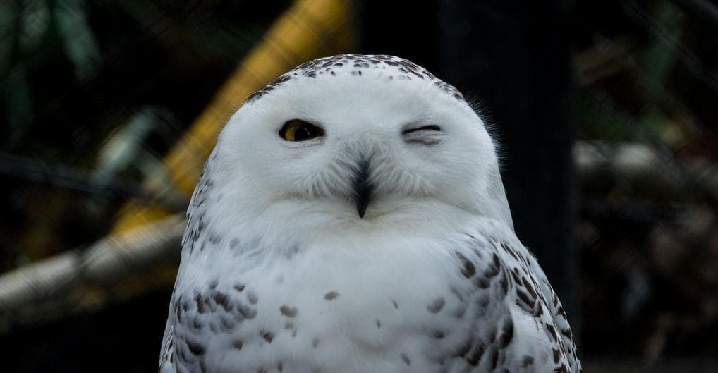 Funny Owl Names | List of Cute Names for Pet Owls