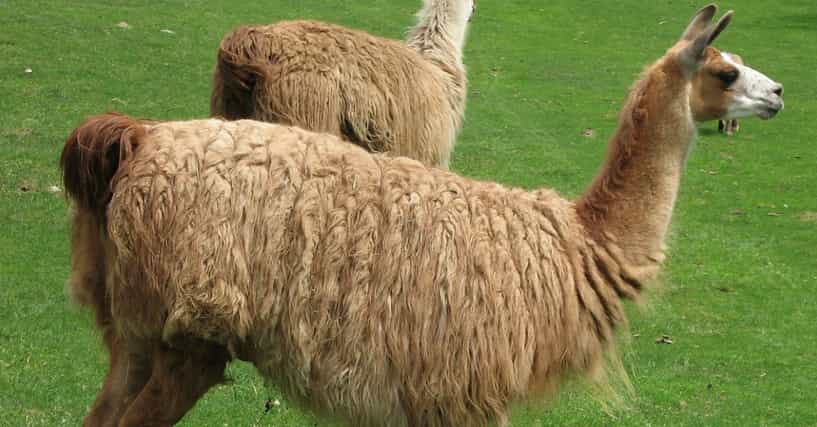 Funny Llama Names List of Cute Names for Llamas Funny Llama Names List of Cute Names for Llamas
