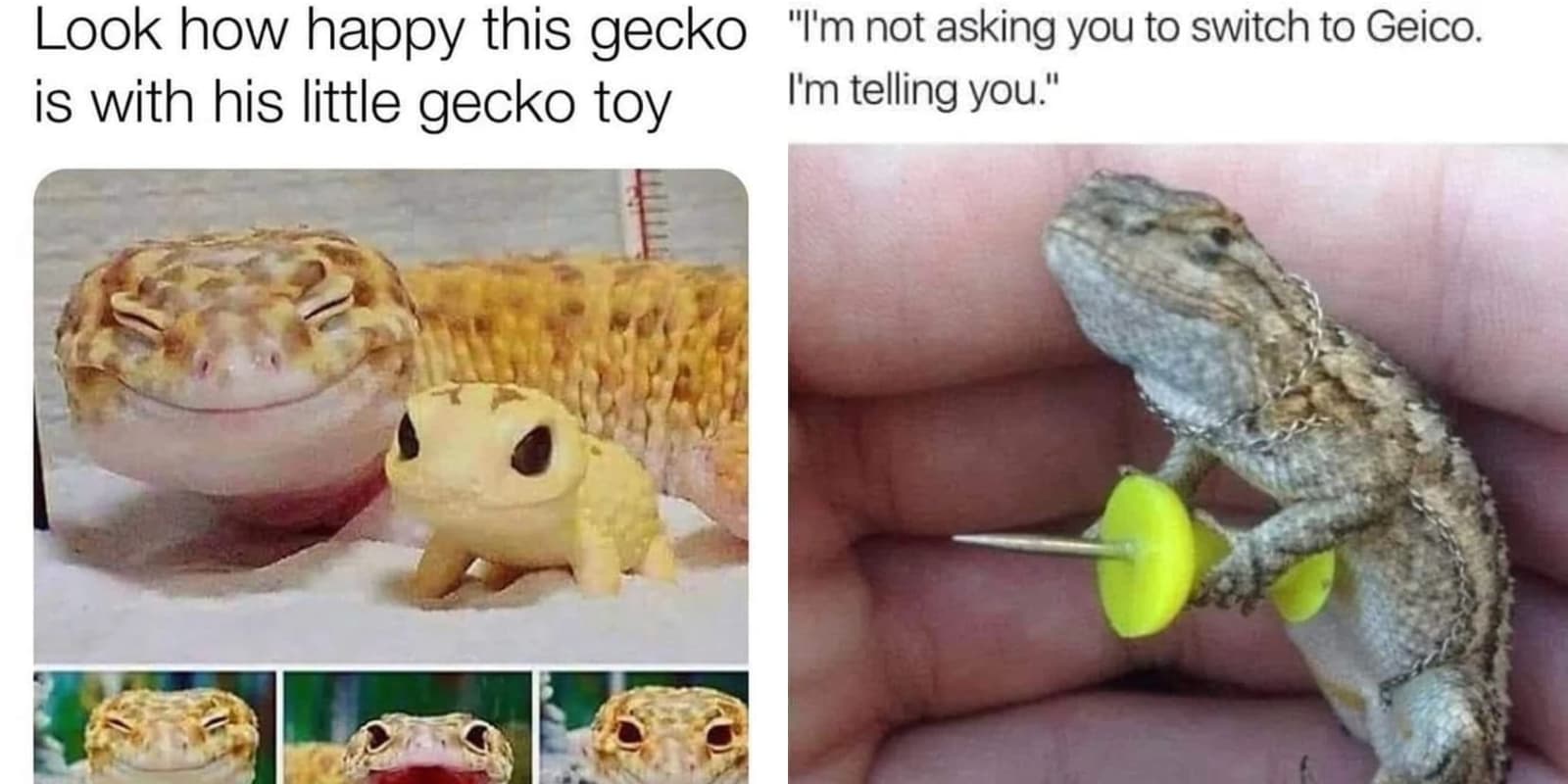 The 28 Funniest Gecko Memes, Ranked