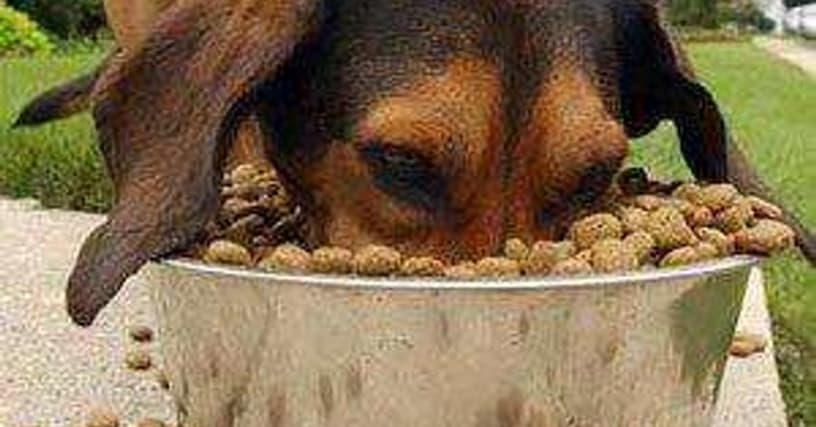 dog food weight loss calculator
