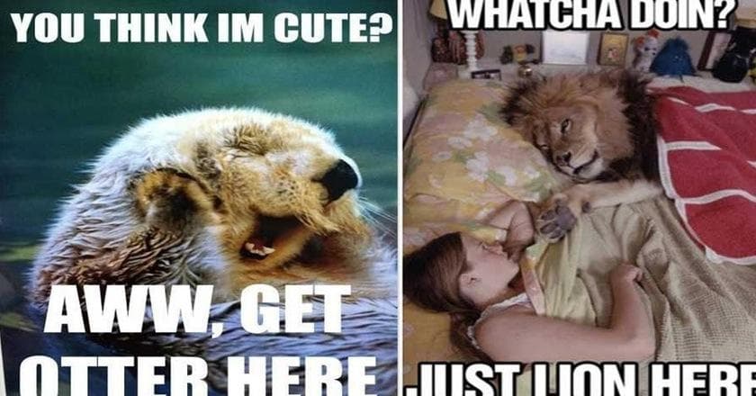 25 Funny Animal Pun Memes You Can't Help But Laugh At