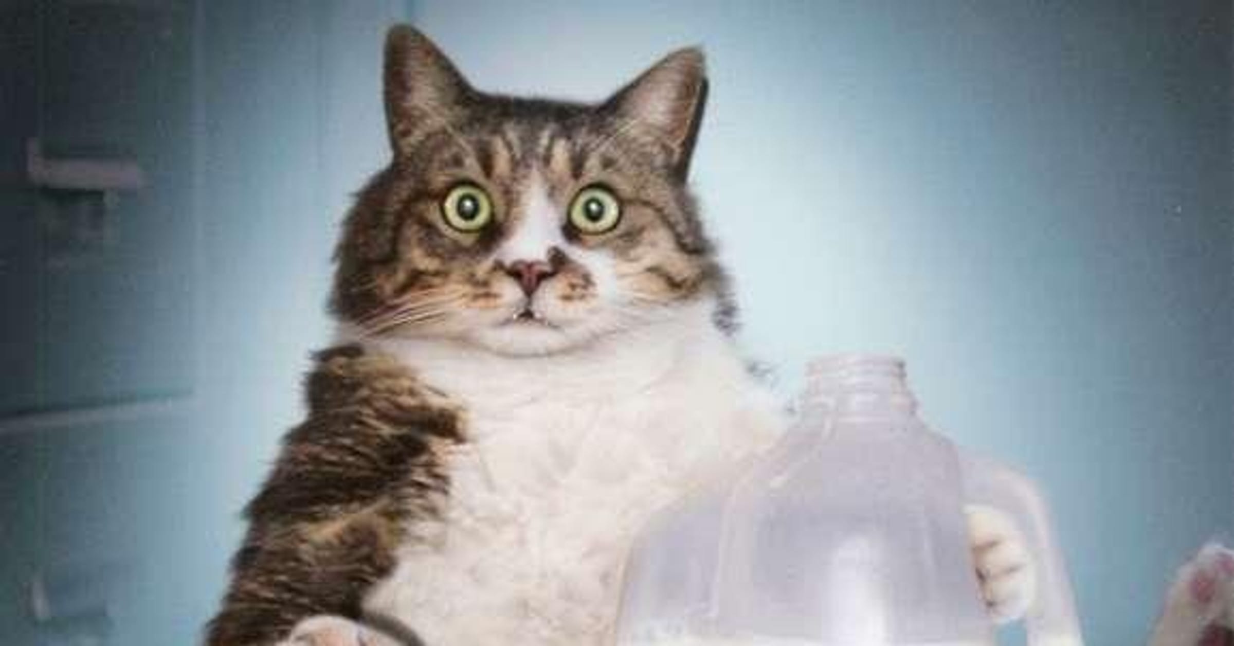 10 Gifs of Hilarious Cats That Will Have You Laughing All day