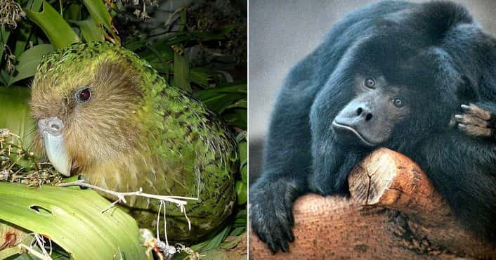 The 12 Loudest Animals On Earth
