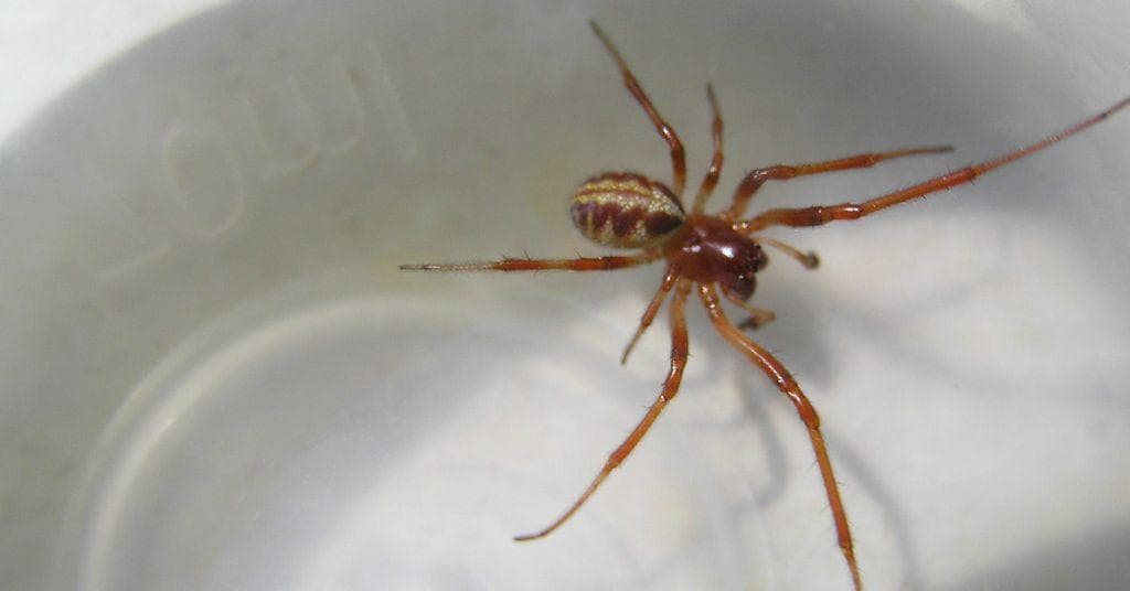 the-11-most-terrifying-spider-infestations-of-all-time