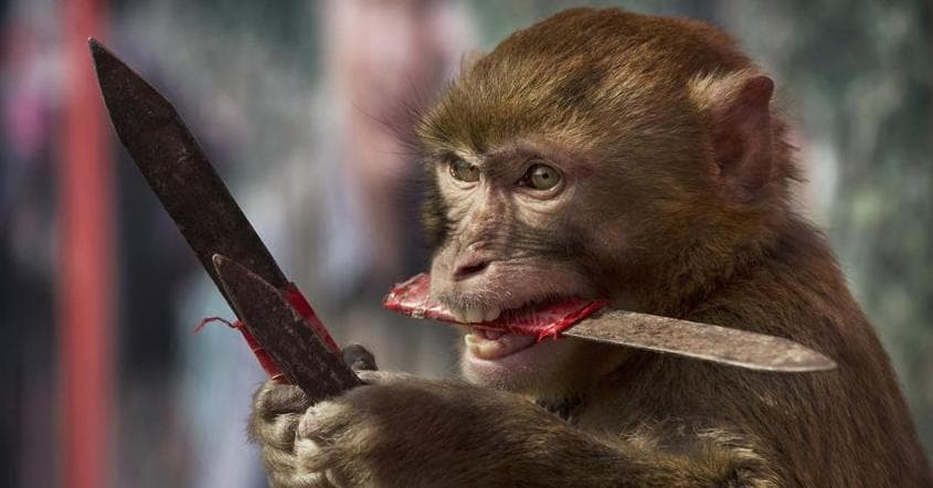 20 Funny Pictures of Animals Holding Knives