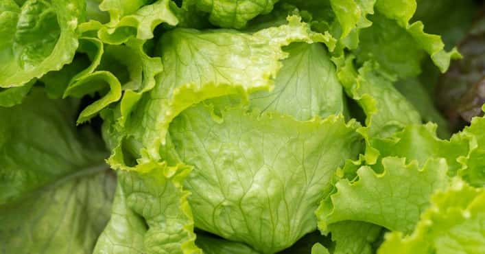 Every Type of Lettuce, Ranked
