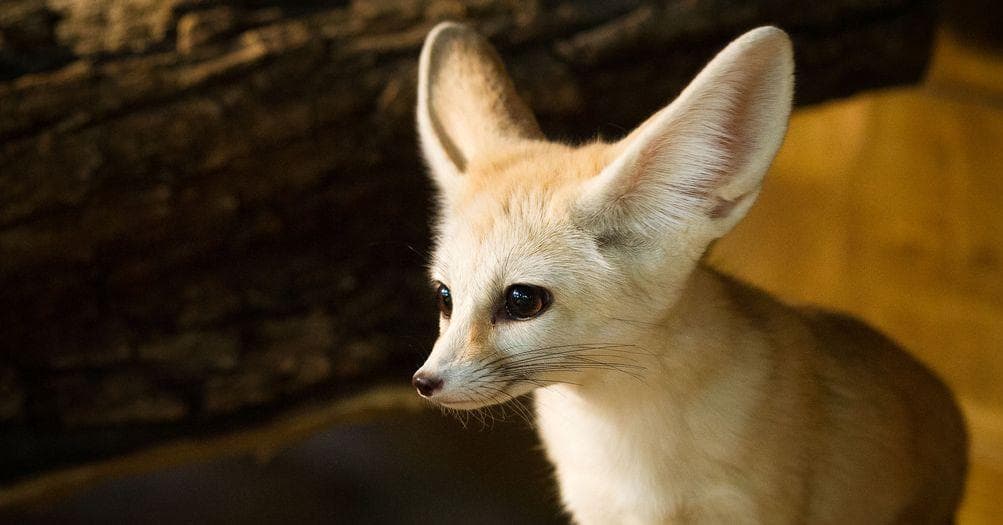 This animal has the biggest ears on Earth (relative to size)