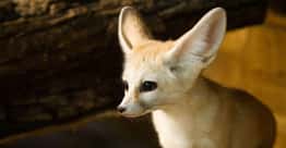 Wonderful Animals With The Biggest Ears In The World