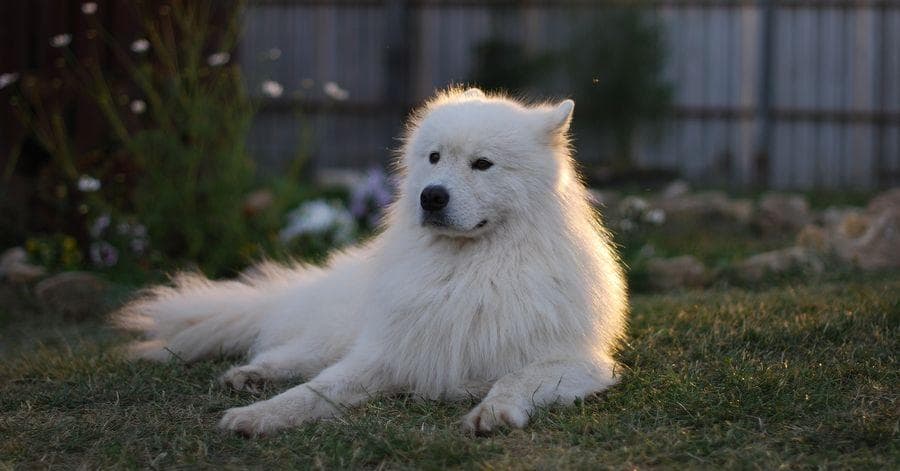 the-best-names-for-white-dogs