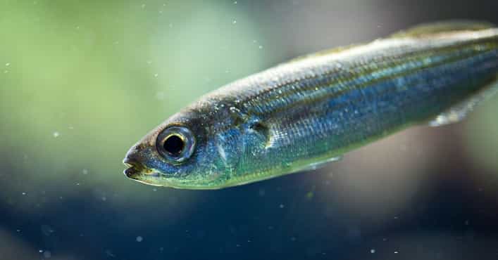 Funny Fish Names That Are Official Zoological Tautonyms, Ranked