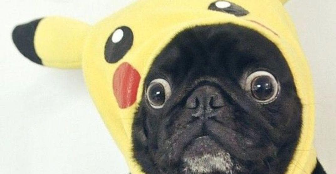 Dog in 2024 pikachu costume