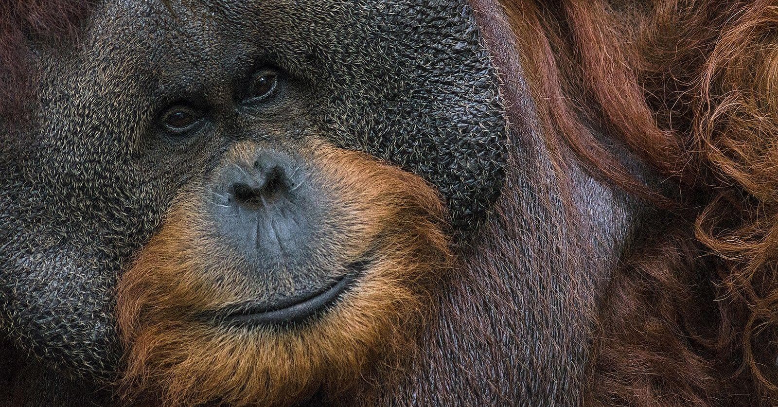 Ken Allen Is An Orangutang Infamous For His Daring Escapes