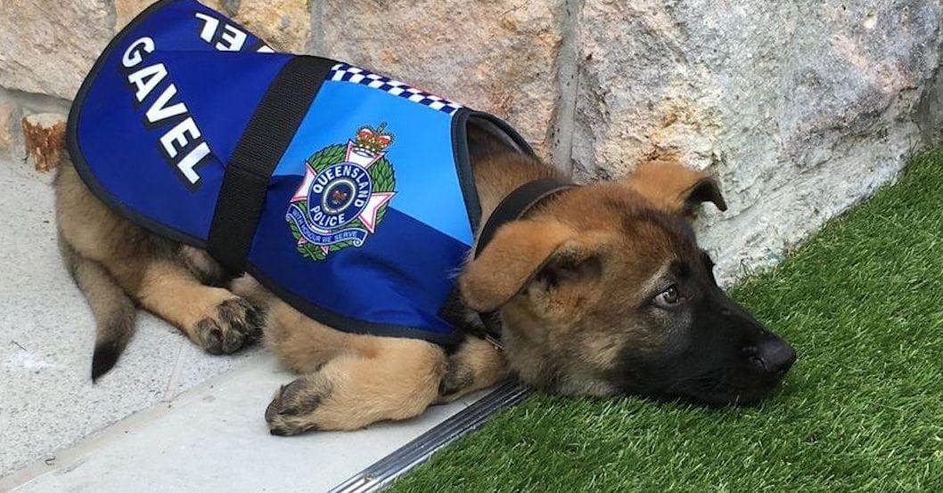 can a civilian adopt a retired police dog