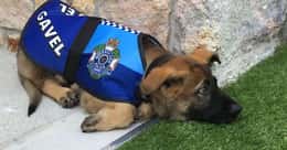 These Dogs Failed Police Training Or Retired - And You Can Adopt Them