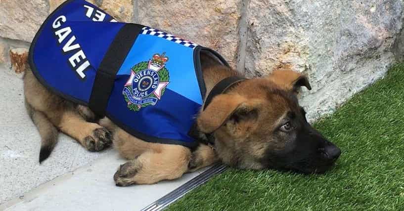 These Dogs Failed Police Training - And You Can Adopt Them