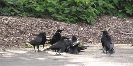 Crows Do Not Forget And Definitely Don't Forgive - Welcome To Crow Court