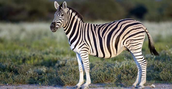 You Can Never Ride a Zebra