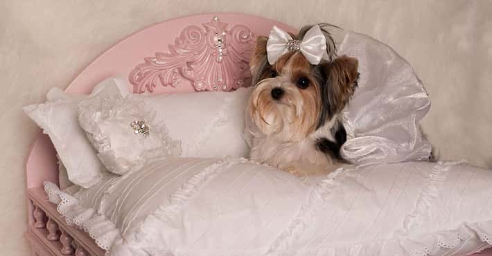 Fancy Rooms Made Just for Furry Friends