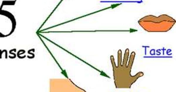 Senses Quotes | Best Famous Quotations About Senses