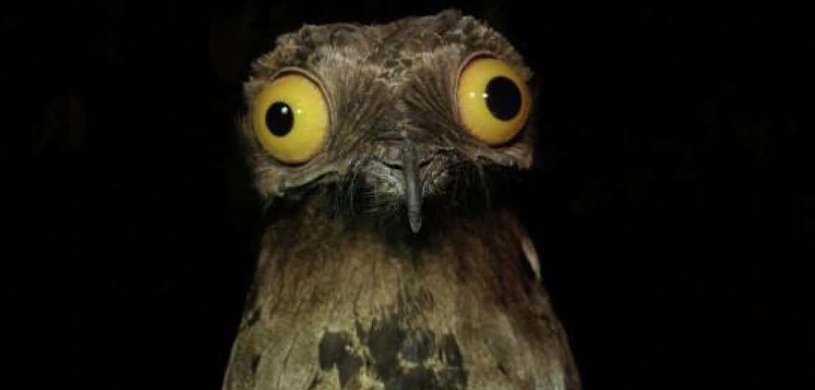 10 Facts Most Don't Know About The Great Potoo, "The Cartoon Bird"