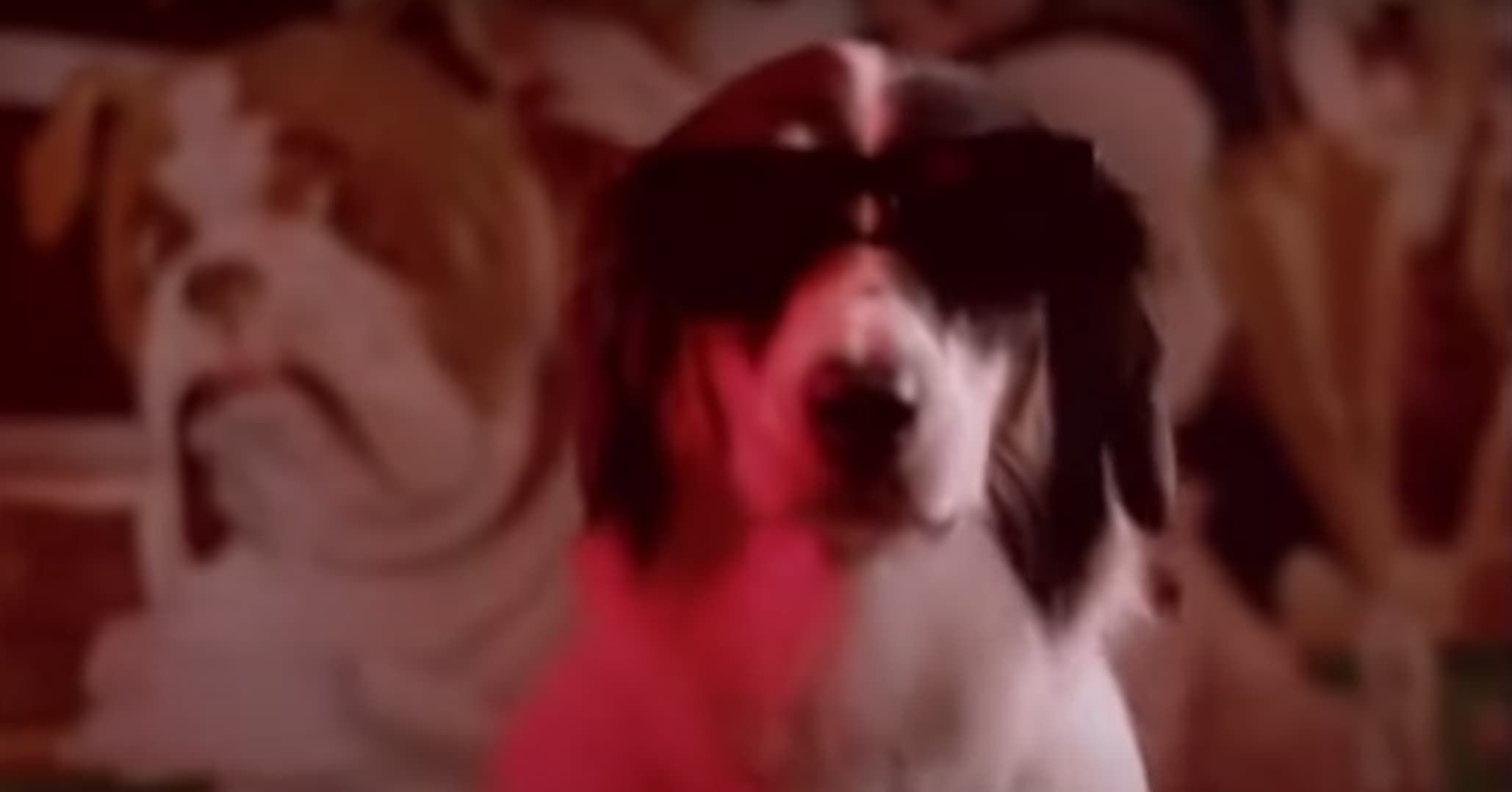 Songs about hot sale dead dogs