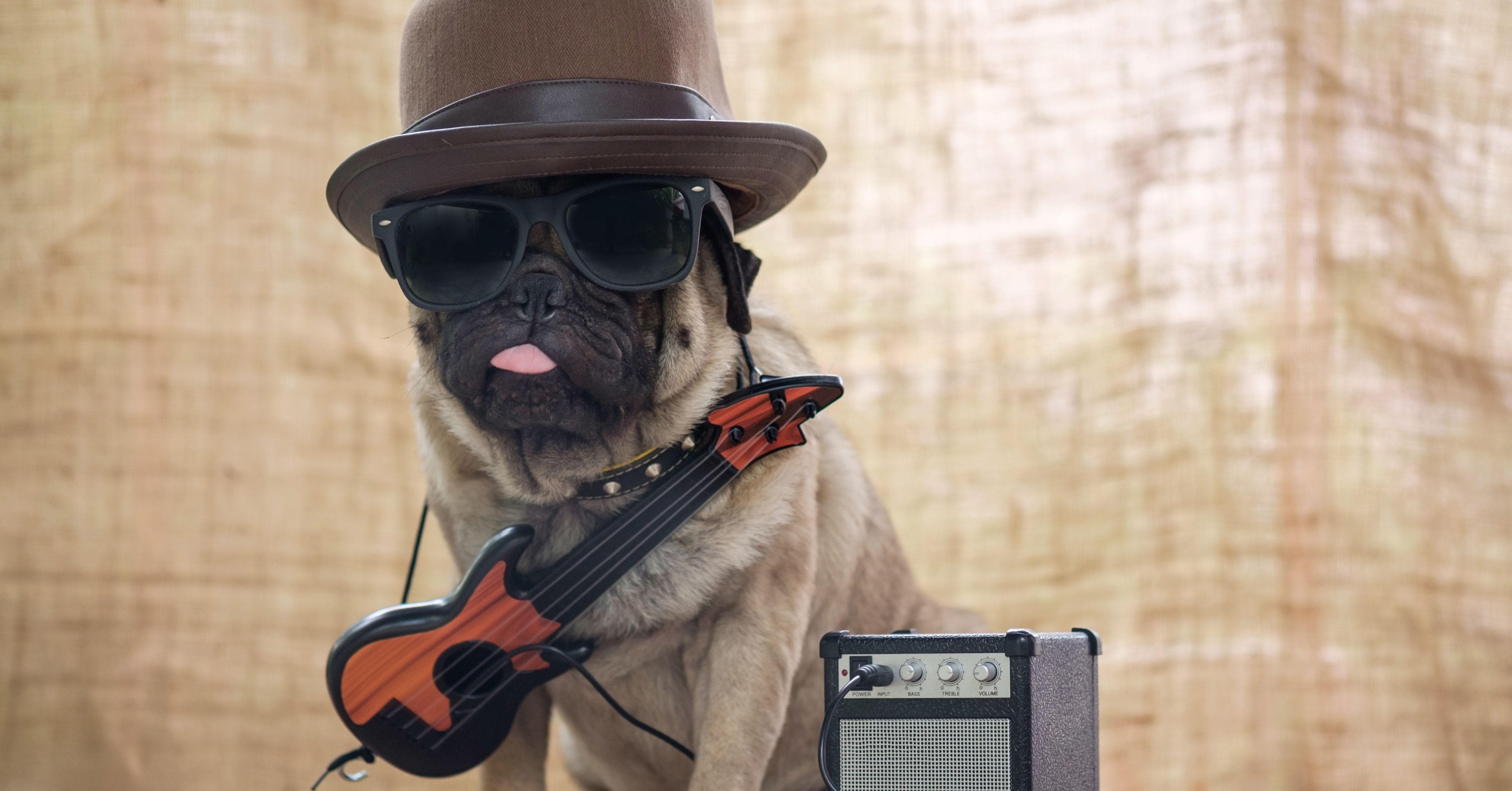 The 40 Best Songs About Dogs Ranked By Fans