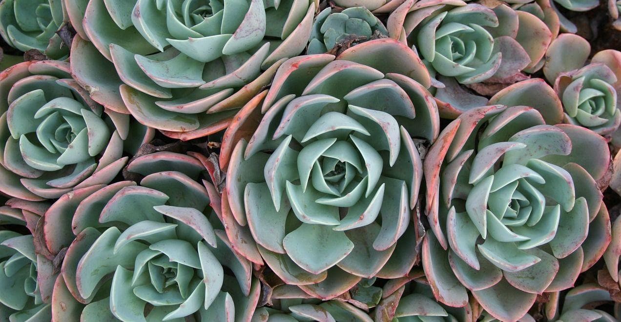 25 Psychedelic Succulents That Will Set Your Garden Apart
