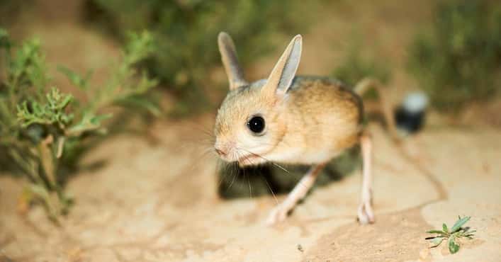 The Long-Eared Jerboa Is a Tiny Mouse Monkey