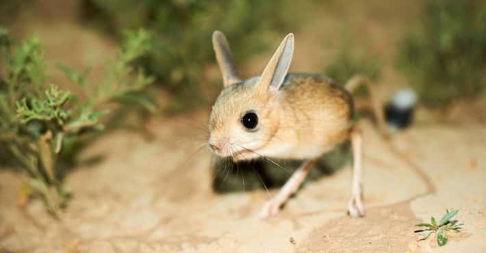 The Long-Eared Jerboa Is a Tiny Mouse Monkey